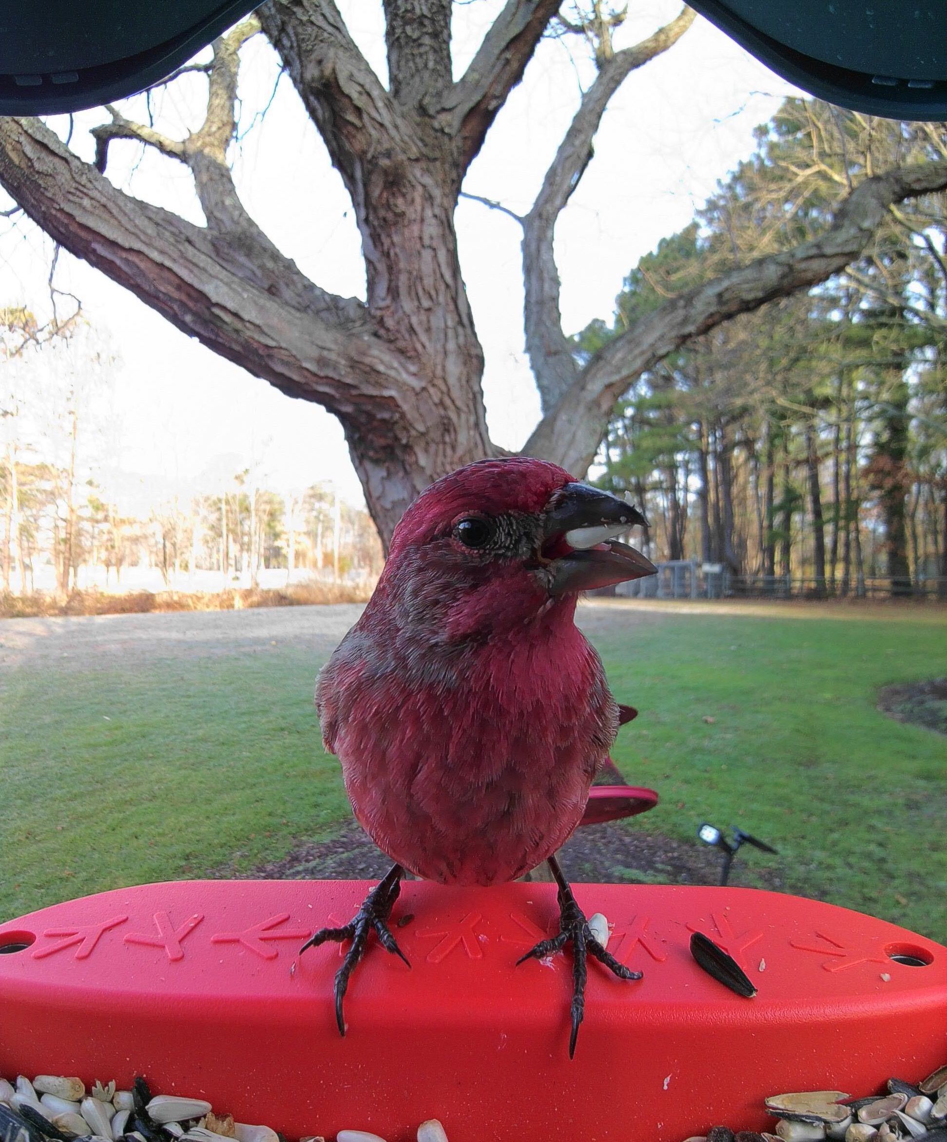 Bird Buddy Meme Generator