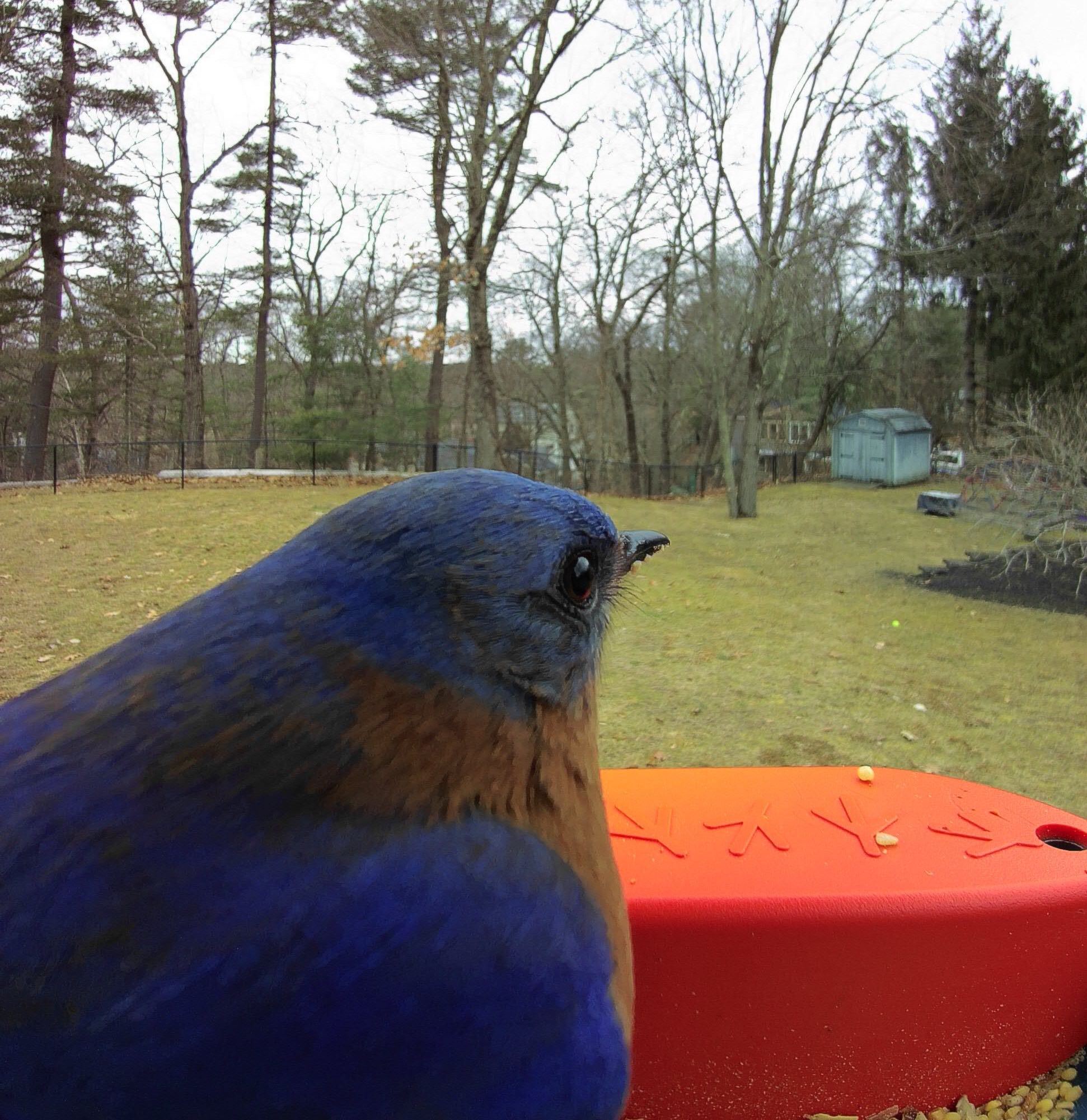 Bird Buddy - Meme Generator