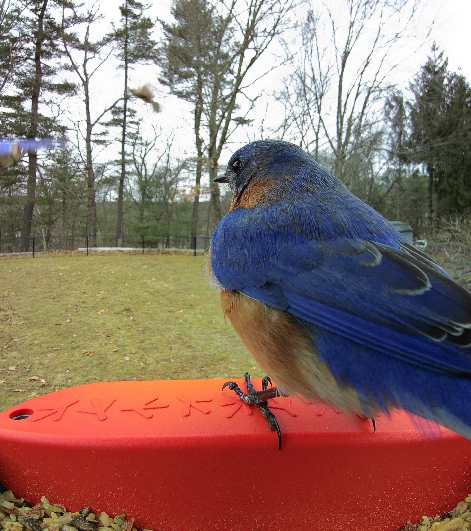 Bird Buddy Meme Generator