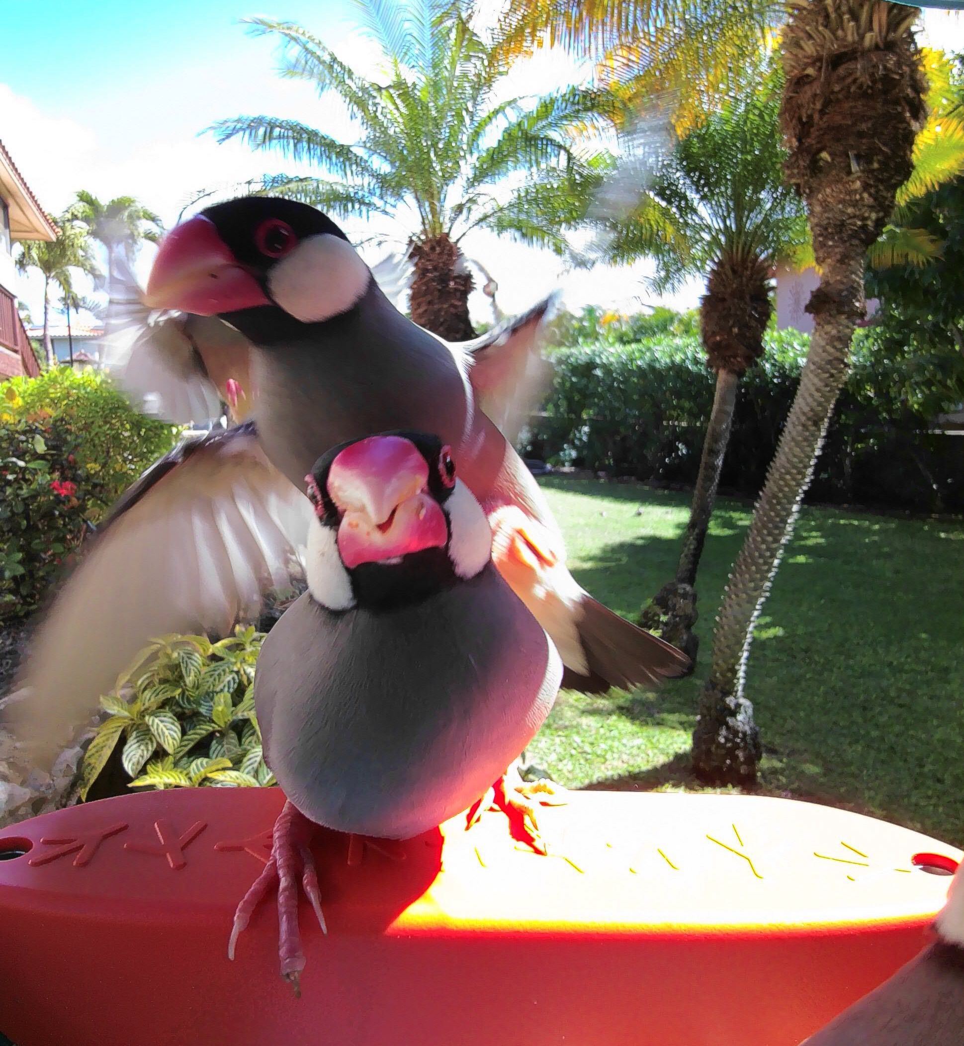 Bird Buddy Meme Generator